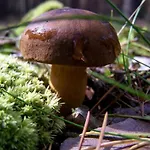 別荘 Domek Ostroda オストルダ