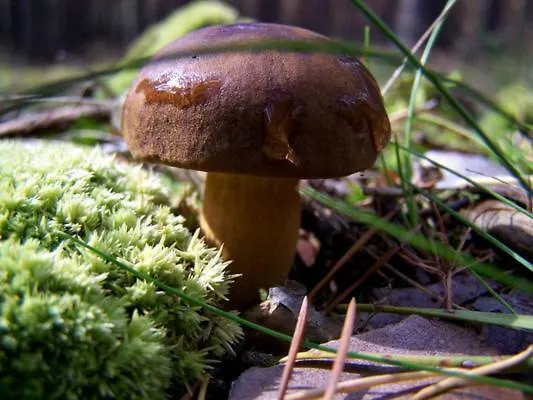 Prázdninový dům Domek Ostroda Ostróda